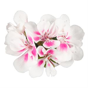 Bild von Geranium Staand P12 Dolce Vita Stella